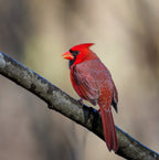 Cardinal Poster och Canvastavla