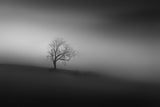 lonely tree Poster och Canvastavla
