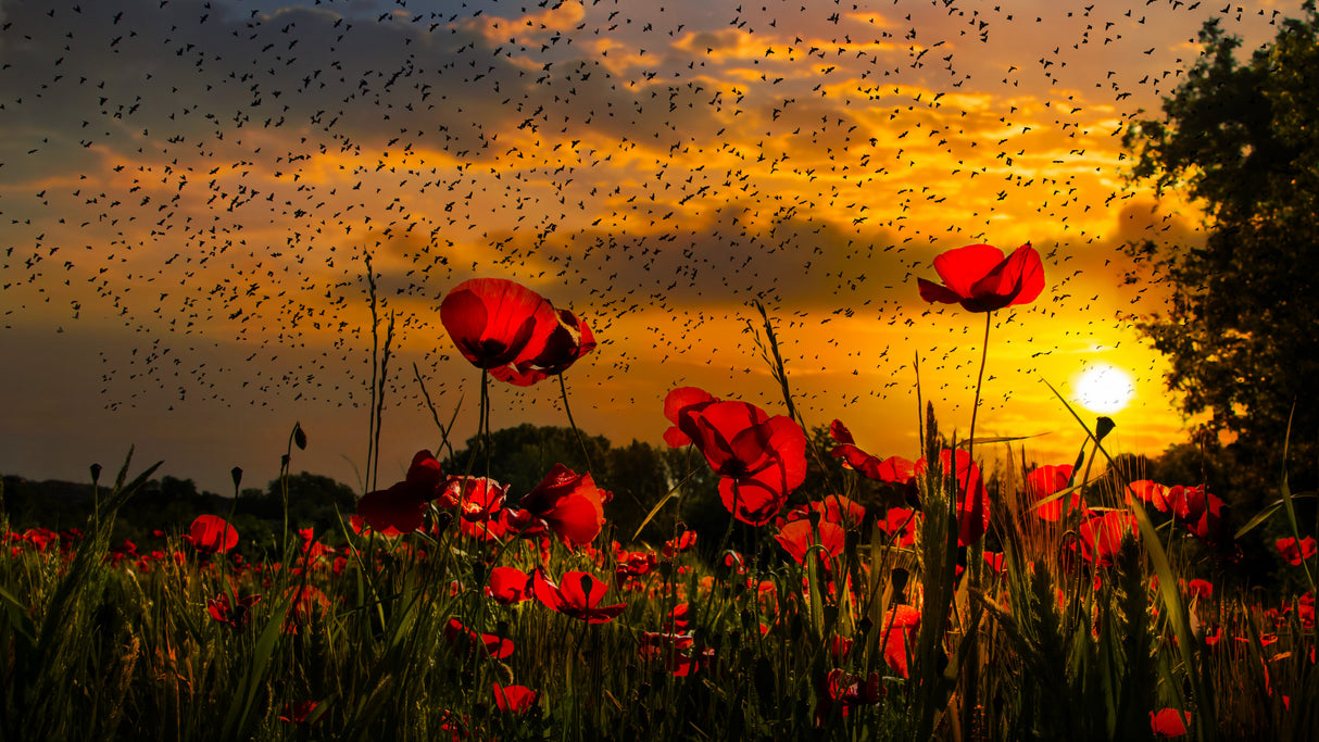 Poppies at sunset Poster och Canvastavla