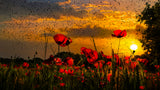 Poppies at sunset Poster och Canvastavla