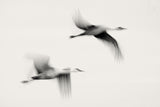 Flying Dreams Poster och Canvastavla