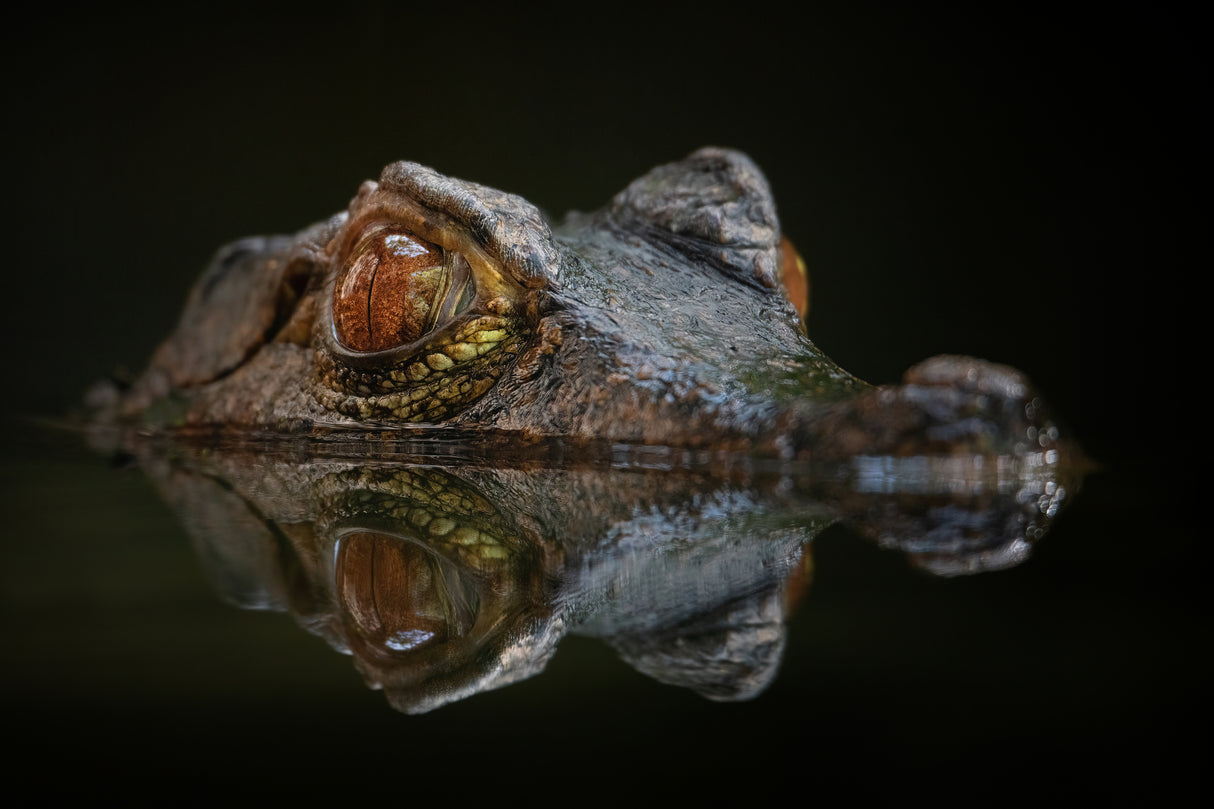 Cuvier's Dwarf Caiman - Paleosuchus Palpebrosus Poster och Canvastavla