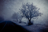 At night foggy Poster och Canvastavla