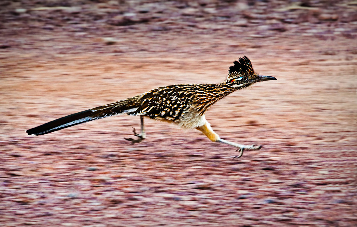Road Runner Poster och Canvastavla