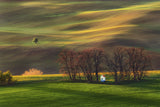 Contemplation in the fields Poster och Canvastavla