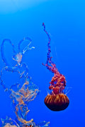 Jellyfish 44 Poster och Canvastavla