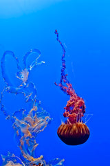 Jellyfish 44 Poster och Canvastavla