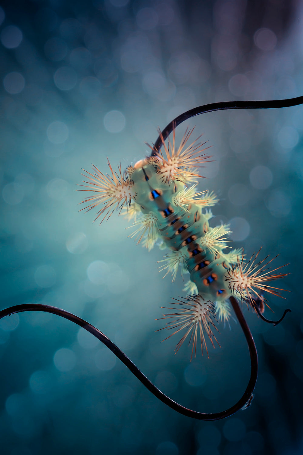 Fire Caterpillar on Branch Poster och Canvastavla