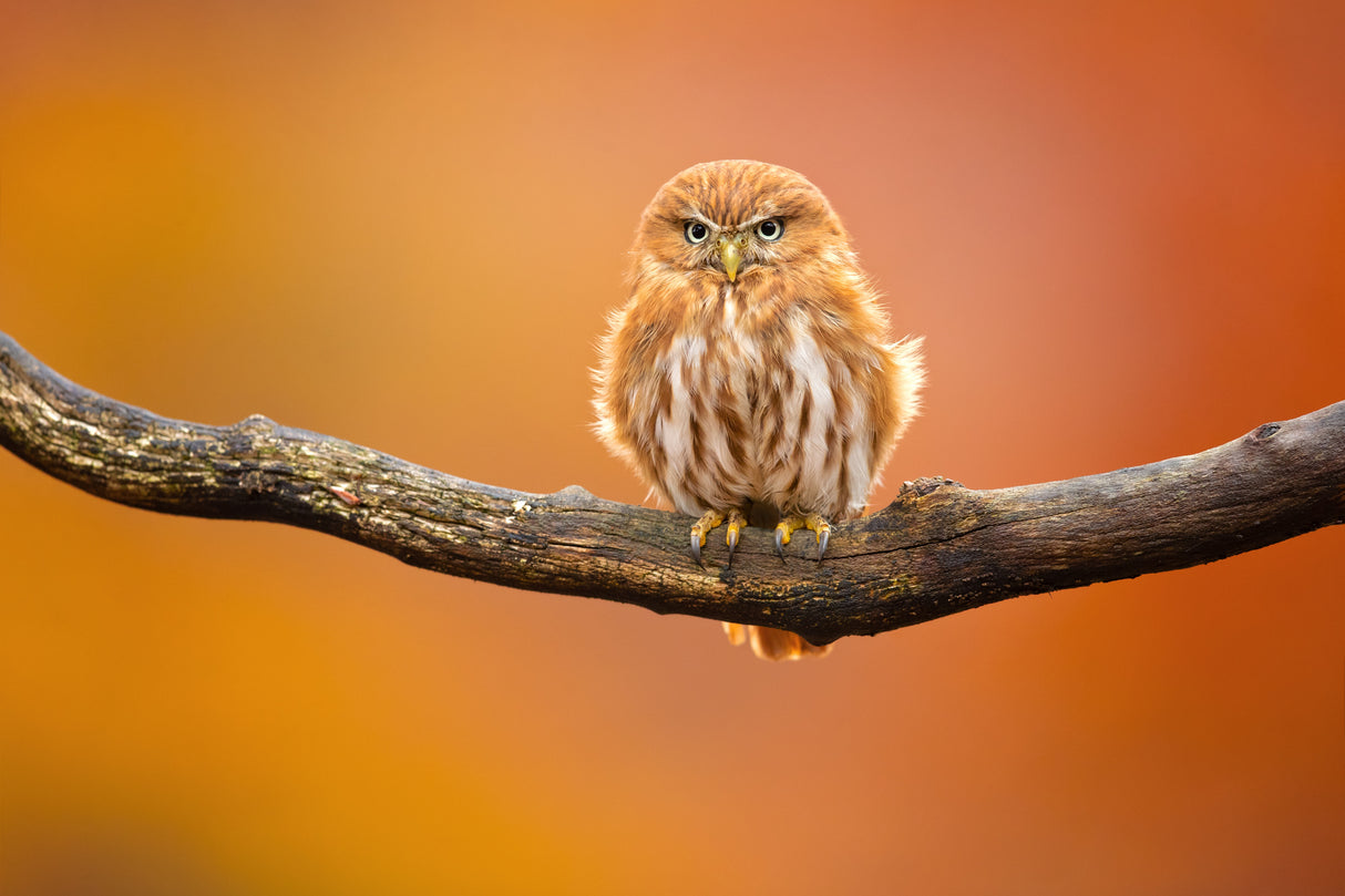Ferruginous pygmy owl Poster och Canvastavla