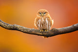 Ferruginous pygmy owl Poster och Canvastavla