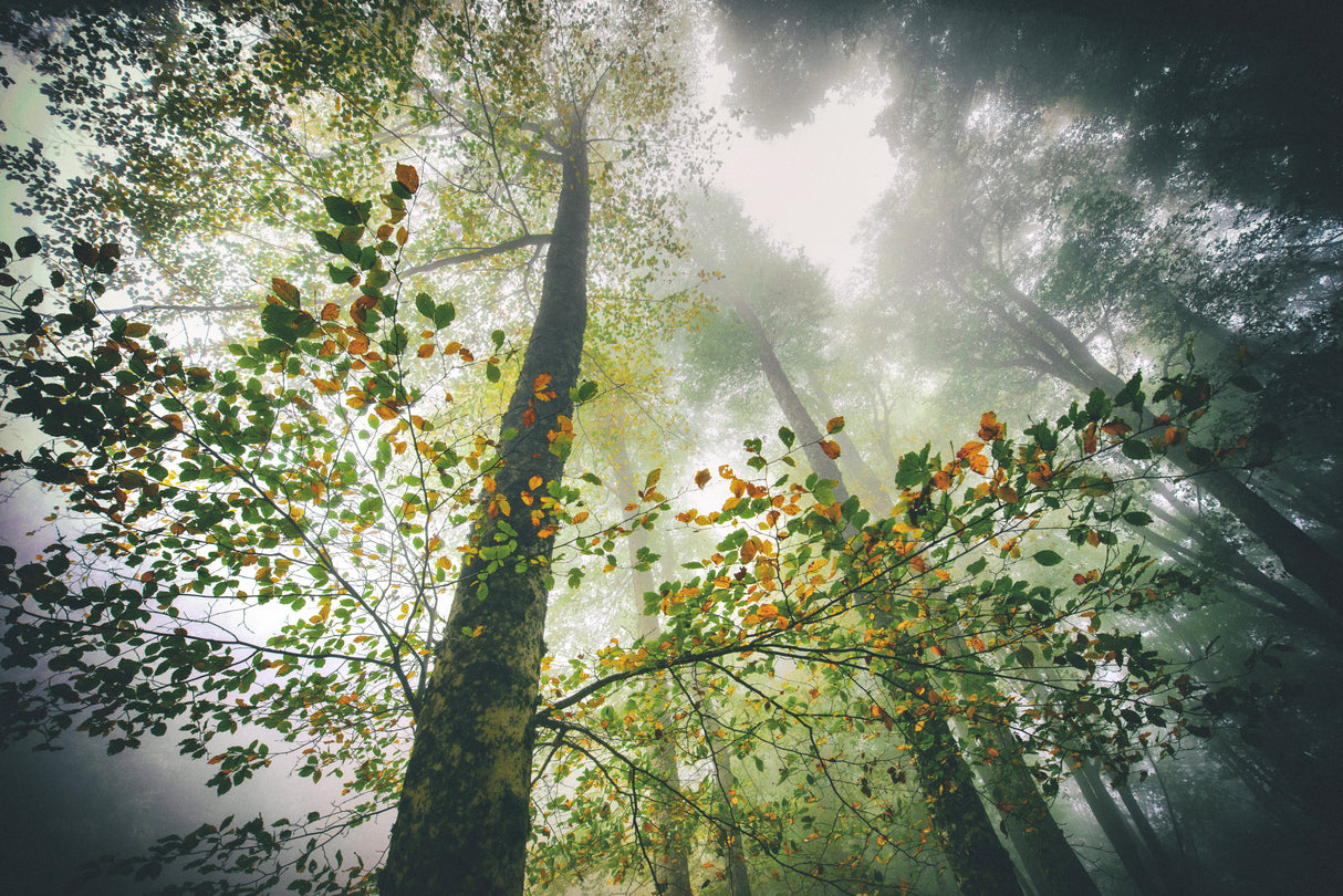 The breath of the forest Poster och Canvastavla