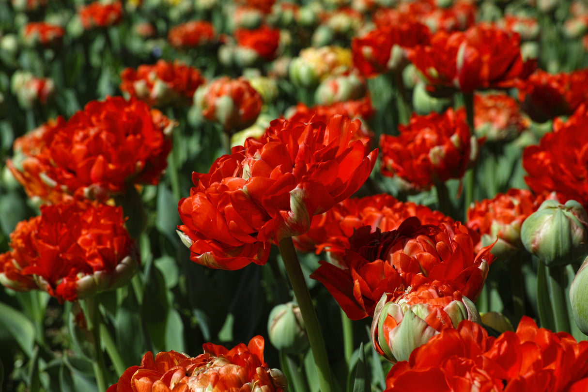 colorful tulips Poster och Canvastavla