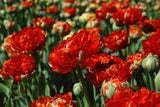 colorful tulips Poster och Canvastavla