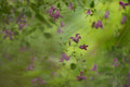 Clematis Poster och Canvastavla