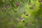 Clematis Poster och Canvastavla