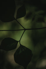 Botanical Series - Leaves 4/5 Poster och Canvastavla