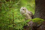Ural Owl Poster och Canvastavla
