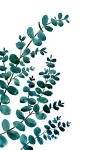 Teal watercolor eucalyptus II Poster och Canvastavla