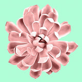 Pink Succulents on Teal Poster och Canvastavla