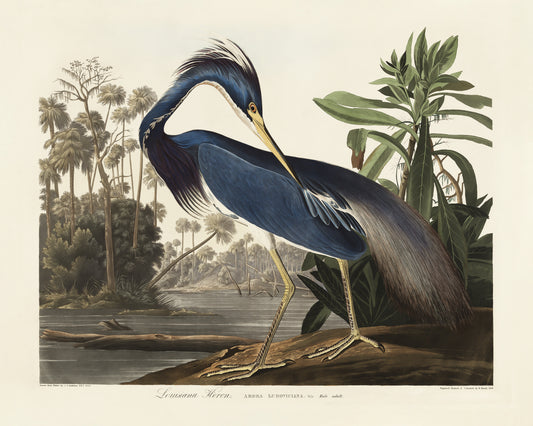 Louisiana Heron From Birds of America (1827) Poster och Canvastavla
