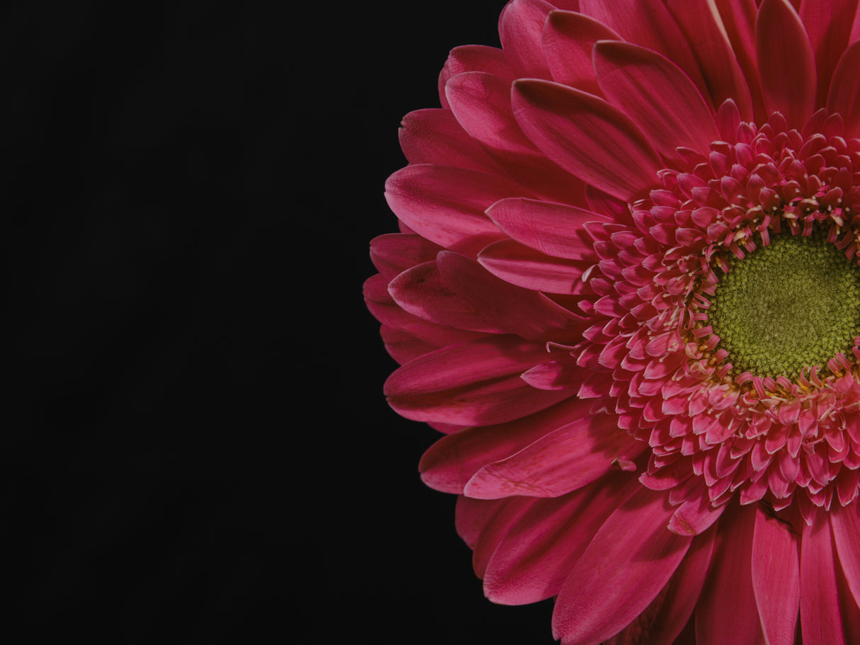 beautiful flower Poster och Canvastavla