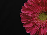 beautiful flower Poster och Canvastavla