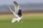 Black wingged kite Poster och Canvastavla