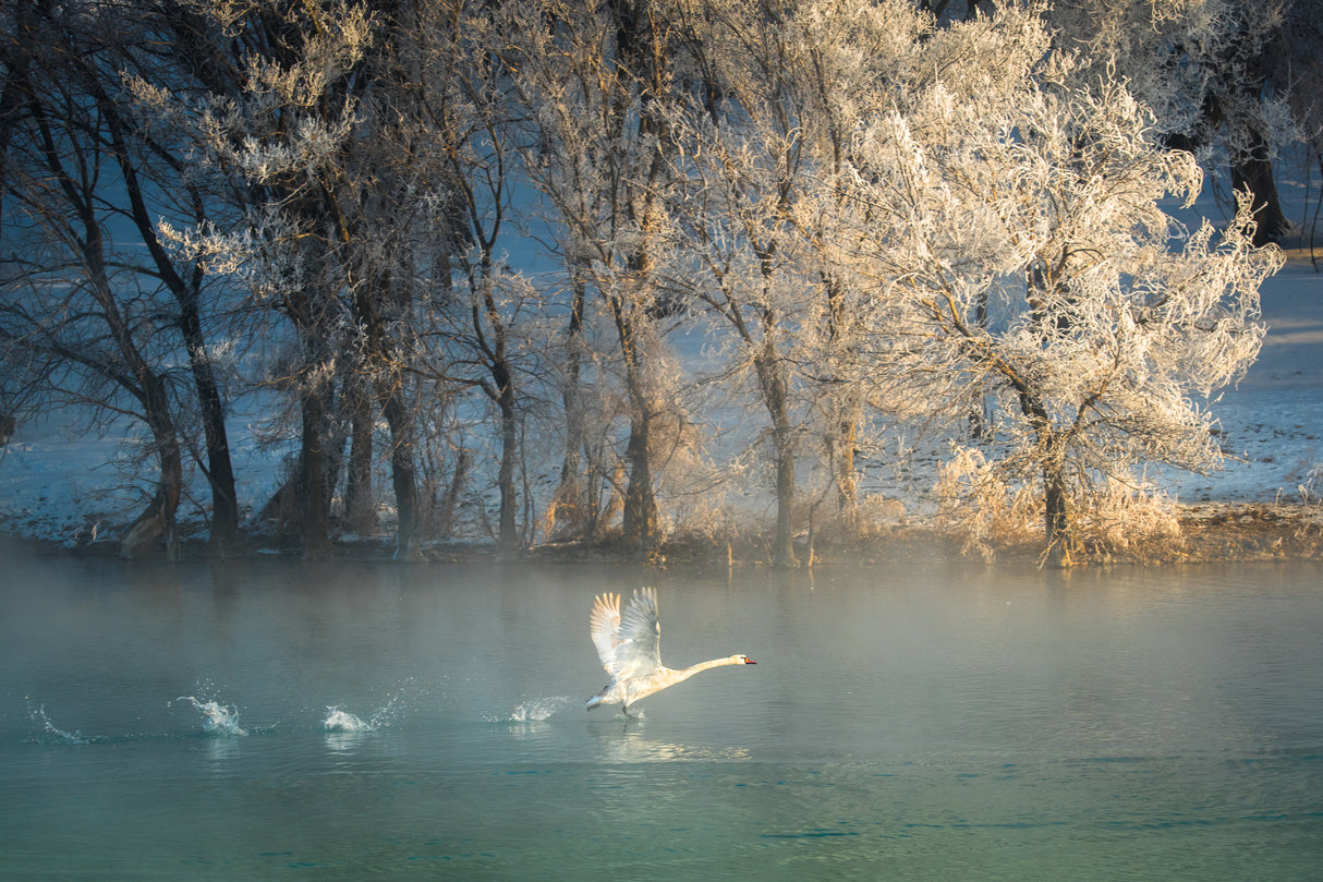 Spirit of a swan Poster och Canvastavla