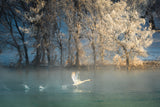Spirit of a swan Poster och Canvastavla