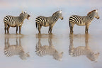The Bossy Zebra Poster och Canvastavla