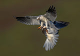 White Tail Kite Poster och Canvastavla