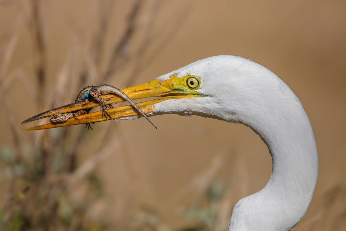Great Egret and Lizard Poster och Canvastavla