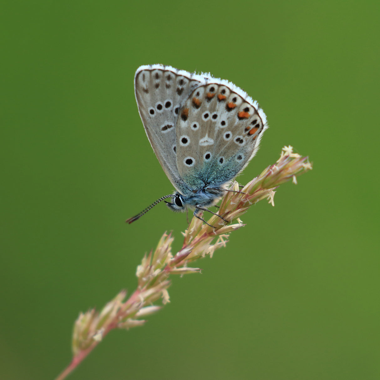 Adonis Blue Poster och Canvastavla