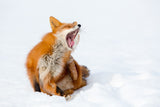 I want to sleep!!! Poster och Canvastavla