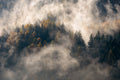 Fog in the trees Poster och Canvastavla