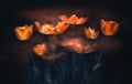 Tulips on Fire Poster och Canvastavla