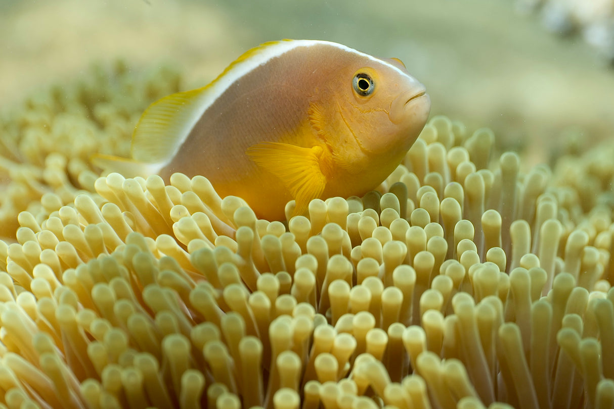 Clown fish Poster och Canvastavla
