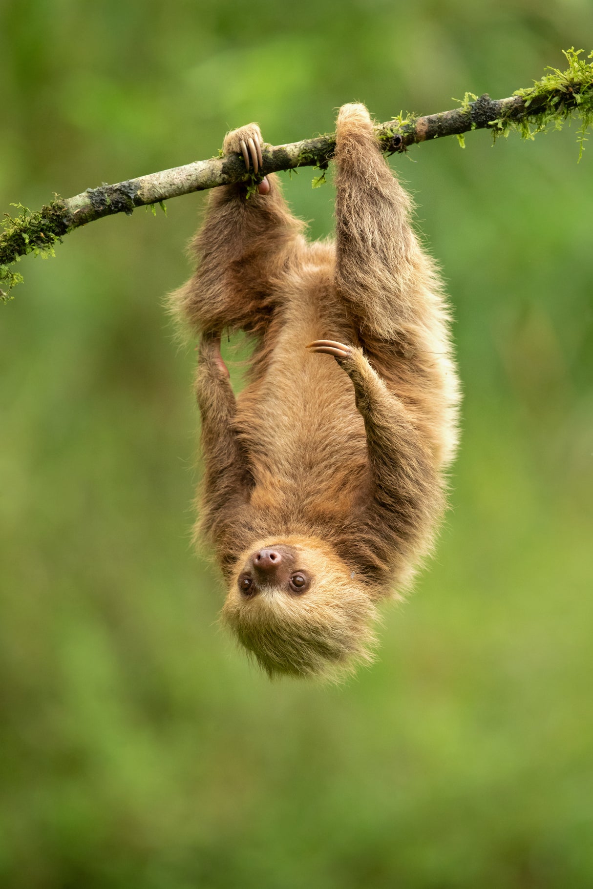 Hoffmann's two-toed sloth Poster och Canvastavla