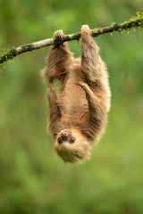 Hoffmann's two-toed sloth Poster och Canvastavla