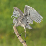 Grey heron Poster och Canvastavla