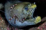 Viper moray and boxer shrimp Poster och Canvastavla