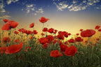 Poppies Poster och Canvastavla