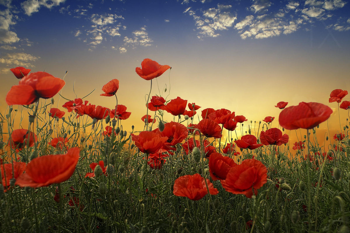 Poppies Poster och Canvastavla