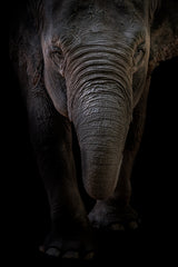 Dumbo Poster och Canvastavla