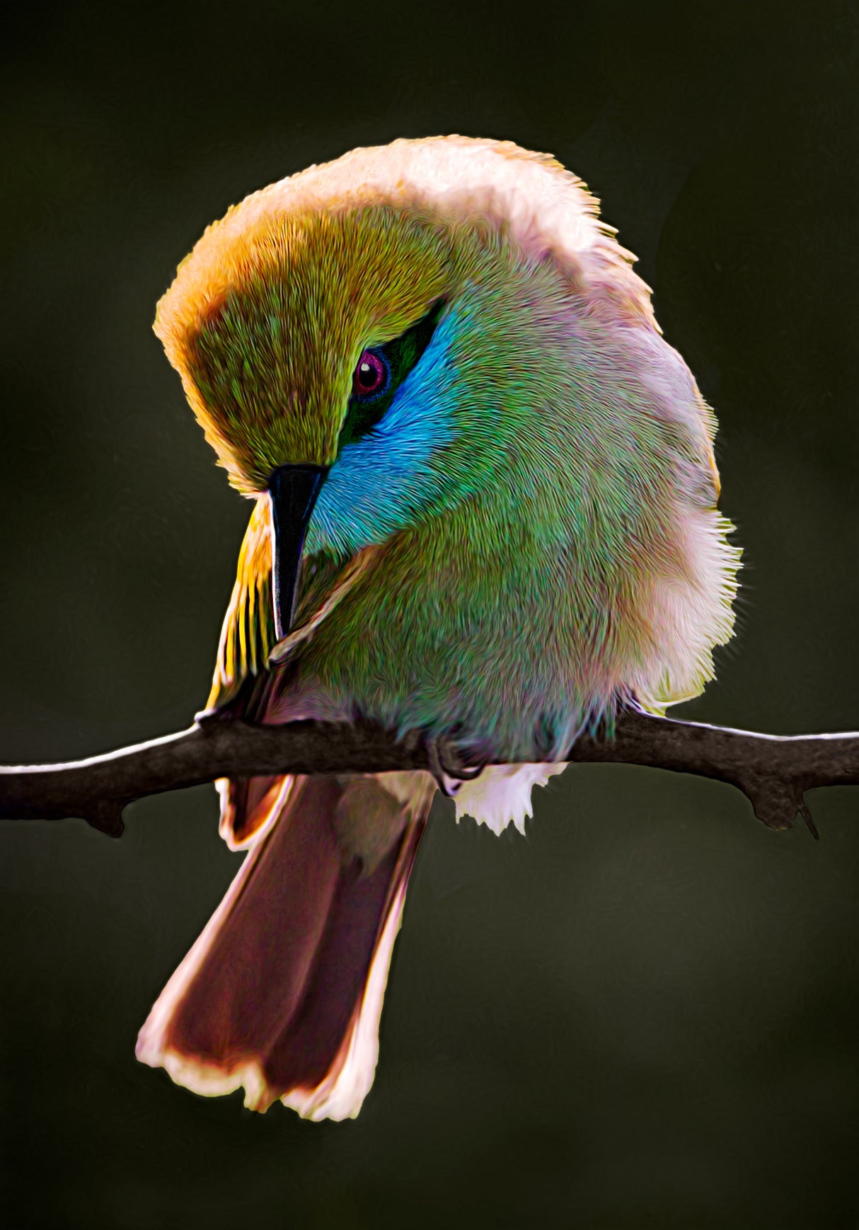 Bee Eater.. Poster och Canvastavla