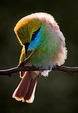 Bee Eater.. Poster och Canvastavla