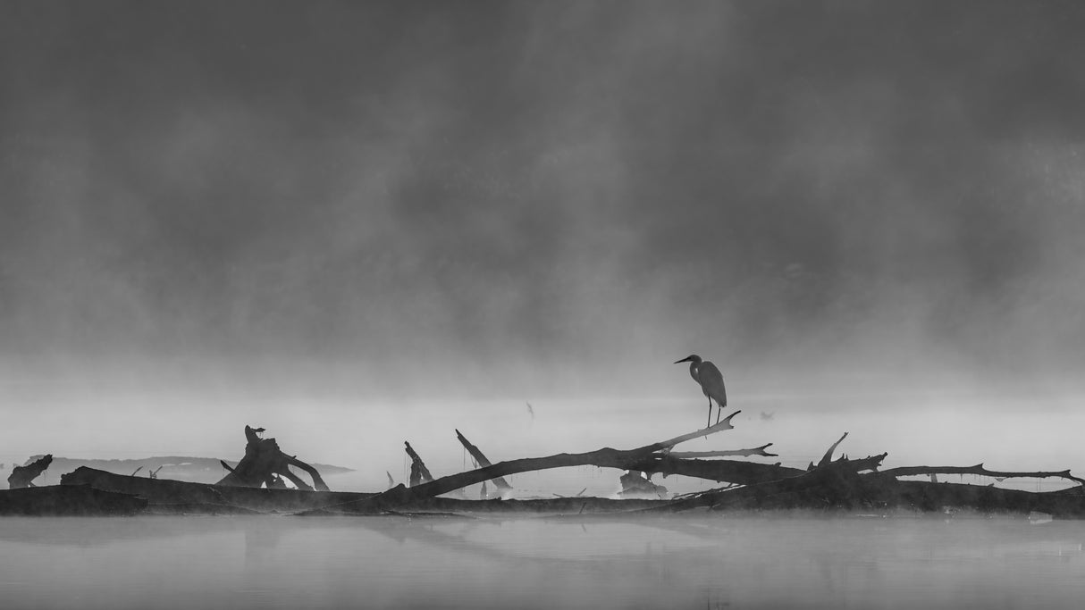 Misty morning Poster och Canvastavla