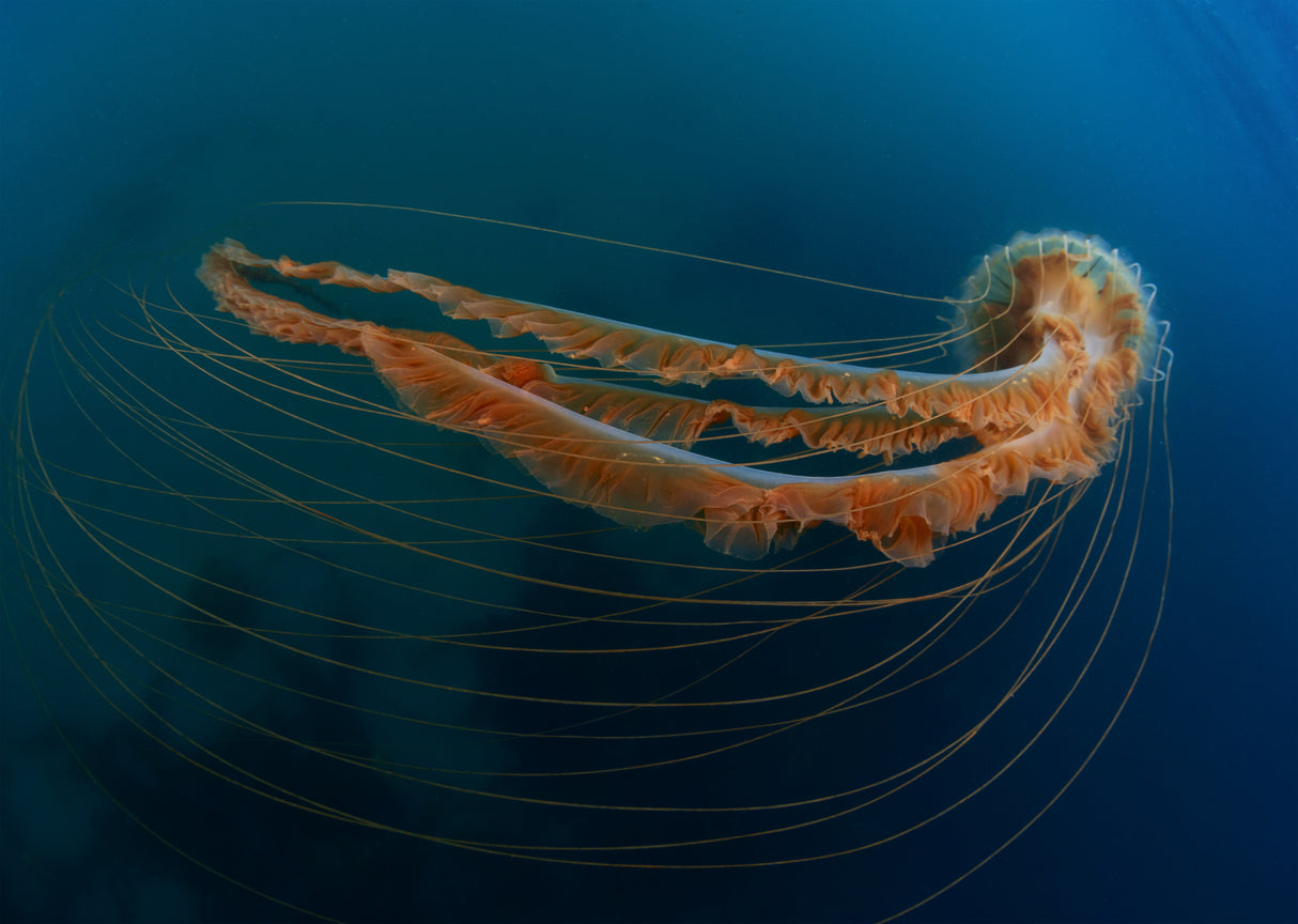 Strings of the sea Poster och Canvastavla
