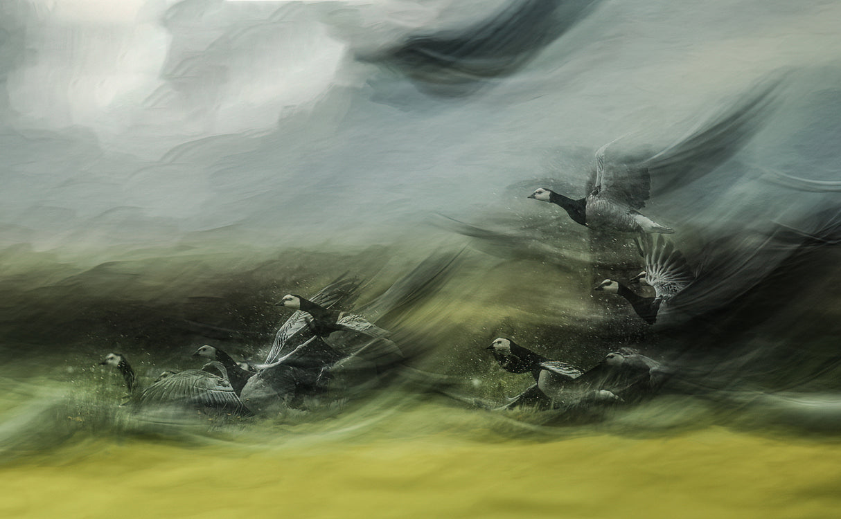 Barnacle Geese Poster och Canvastavla