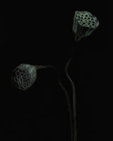 Lotus heads Poster och Canvastavla